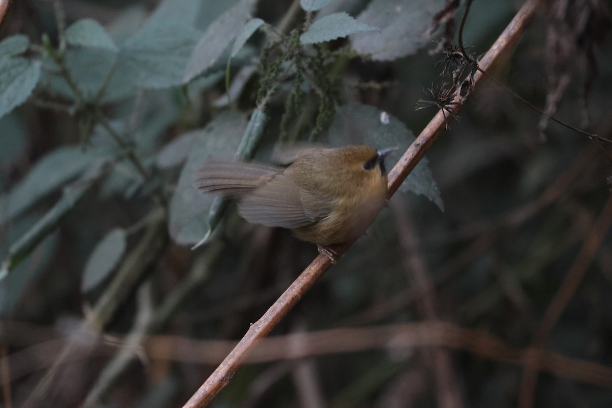 Black-chinned Babbler - ML646451910