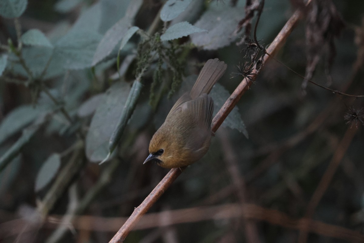 Black-chinned Babbler - ML646451911