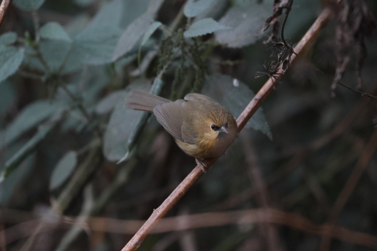 Black-chinned Babbler - ML646451912