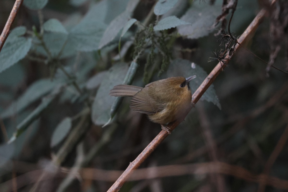 Black-chinned Babbler - ML646451913
