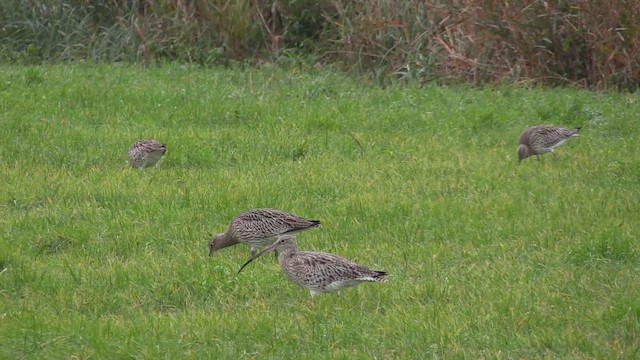 Kervançulluğu - ML646451916