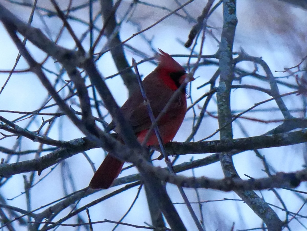 Northern Cardinal - ML646451917