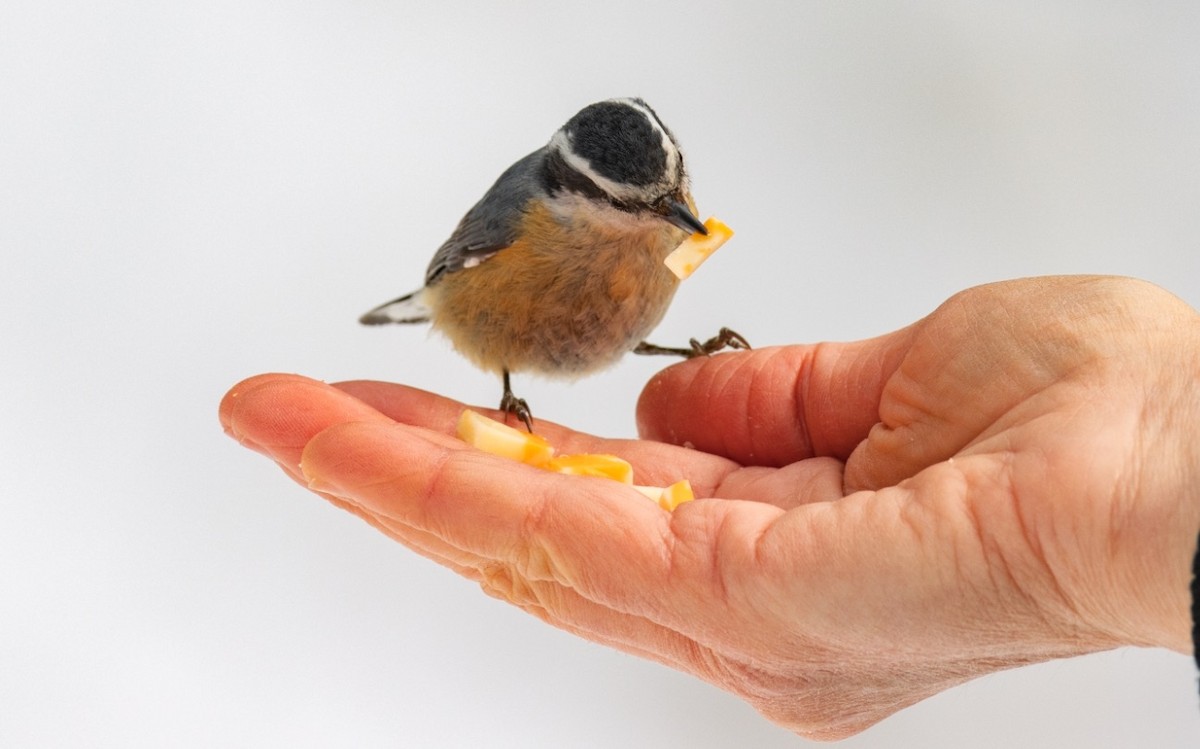 Канадский поползень - ML646451918