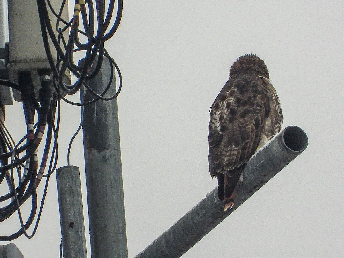 アカオノスリ - ML646451919