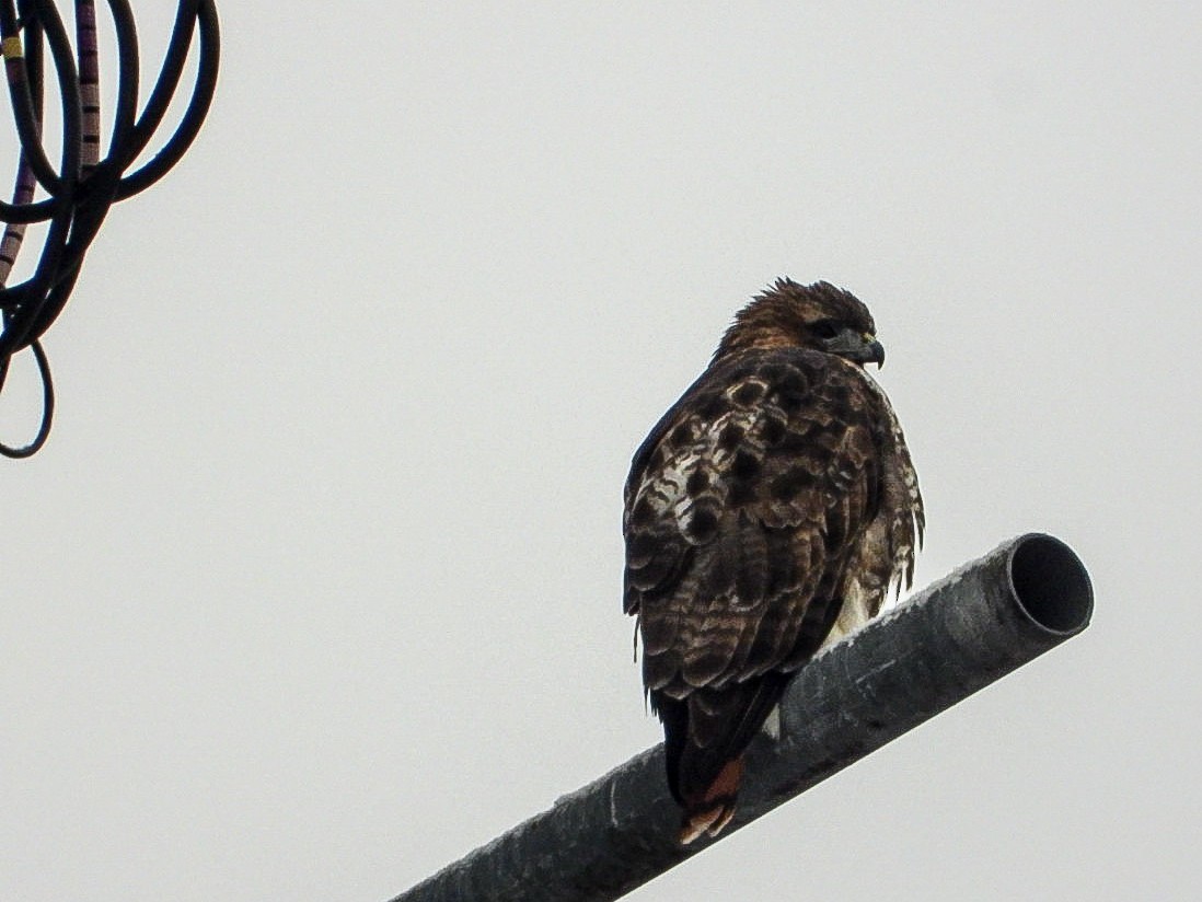 アカオノスリ - ML646451920