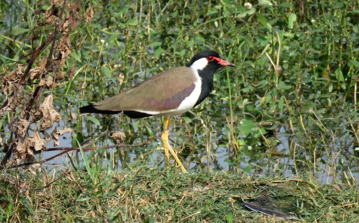 Red-wattled Lapwing - ML646451921