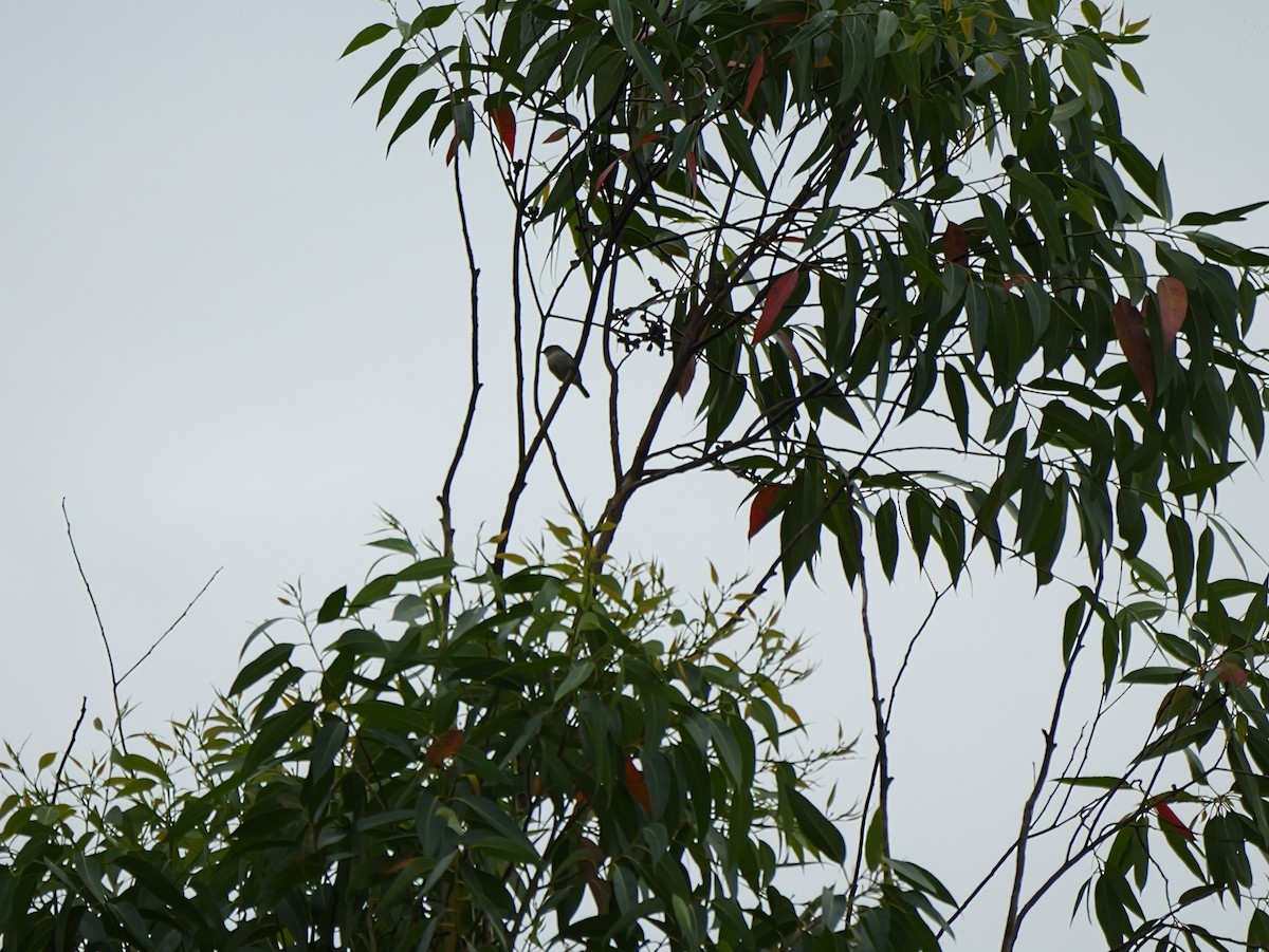 Rand's Warbler - ML646451923