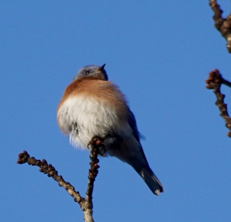 ルリツグミ - ML646451924