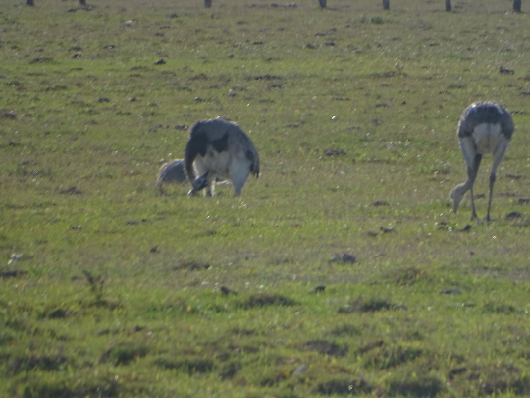 Ñandu nagusia - ML646451929