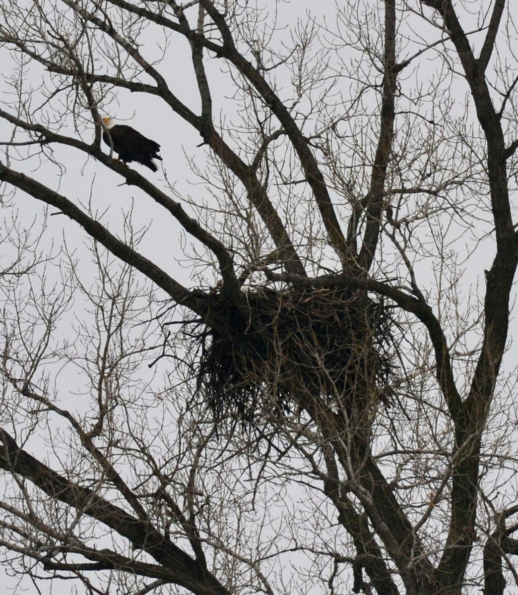 Pygargue à tête blanche - ML646451931