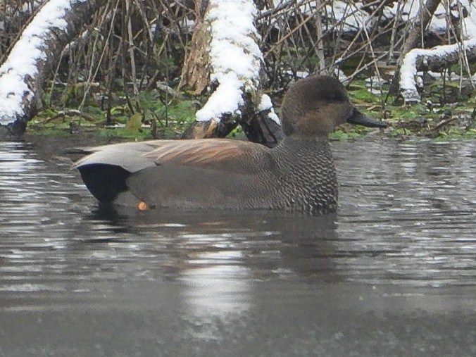 kopřivka obecná - ML646451938