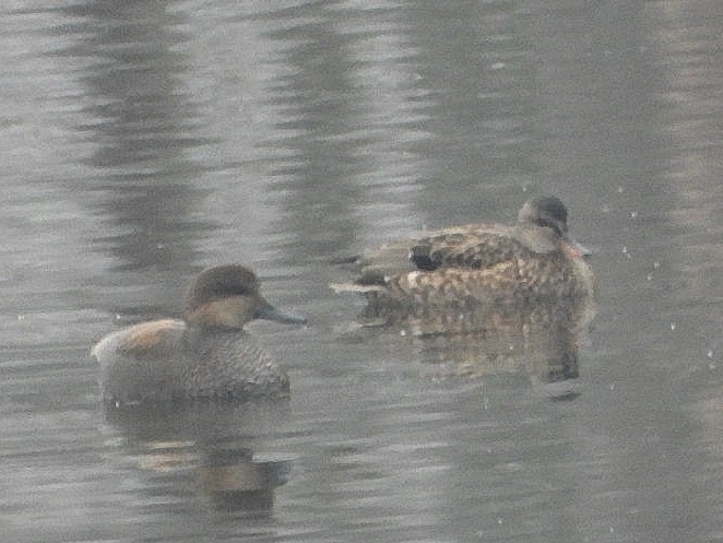 kopřivka obecná - ML646451939