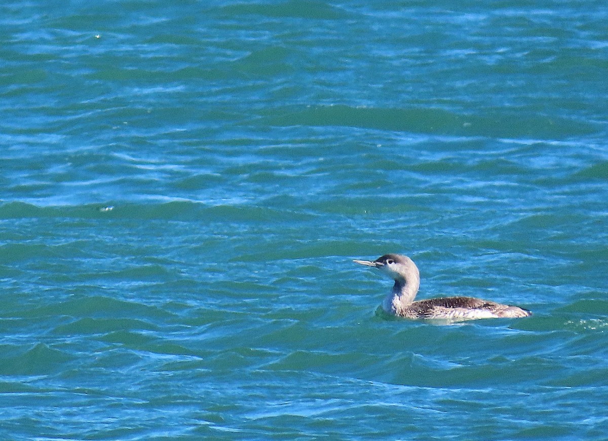 Red-throated Loon - ML646451953