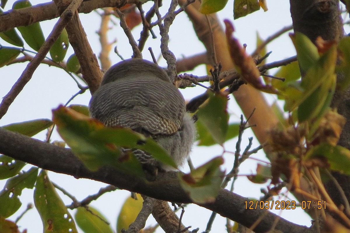 Jungle Owlet - ML646451955