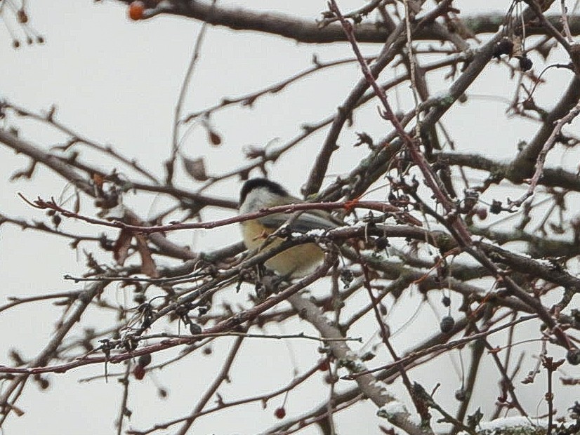 アメリカコガラ - ML646451959