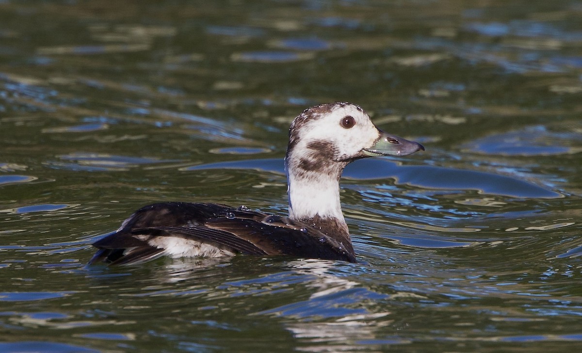 Long-tailed Duck - ML646451962