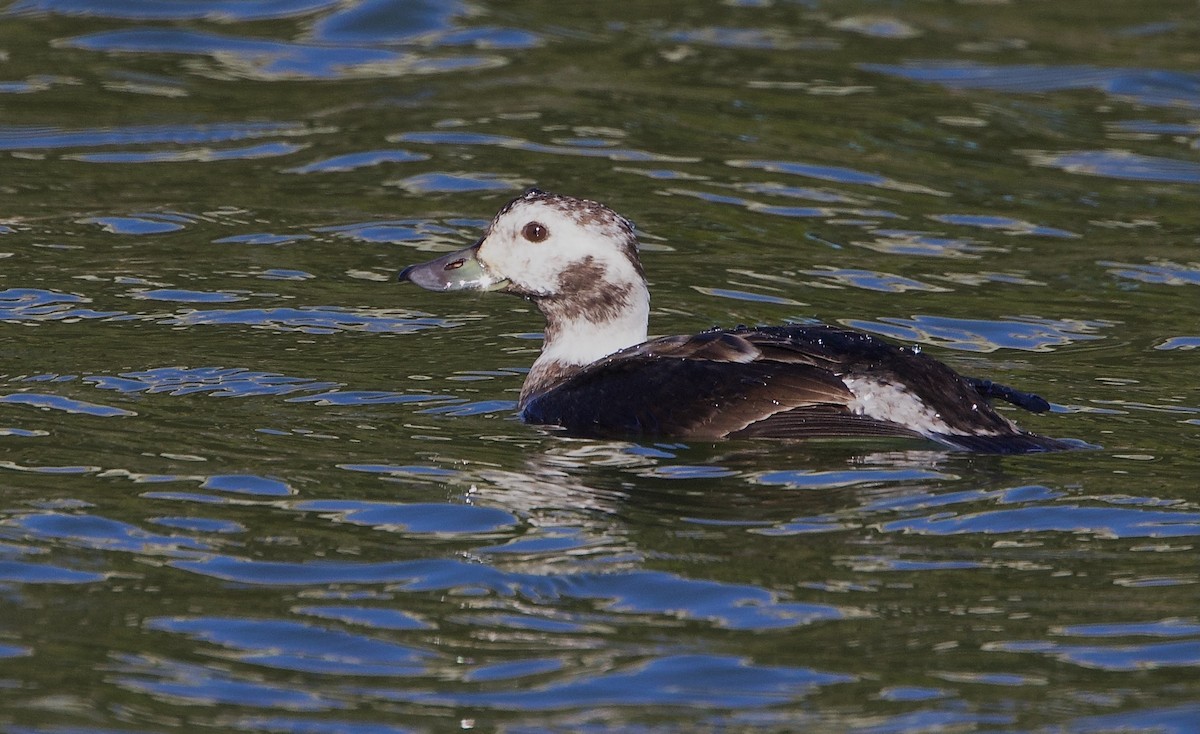 Long-tailed Duck - ML646451963