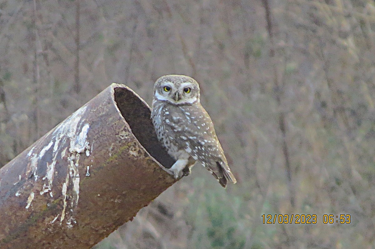 Spotted Owlet - ML646451964
