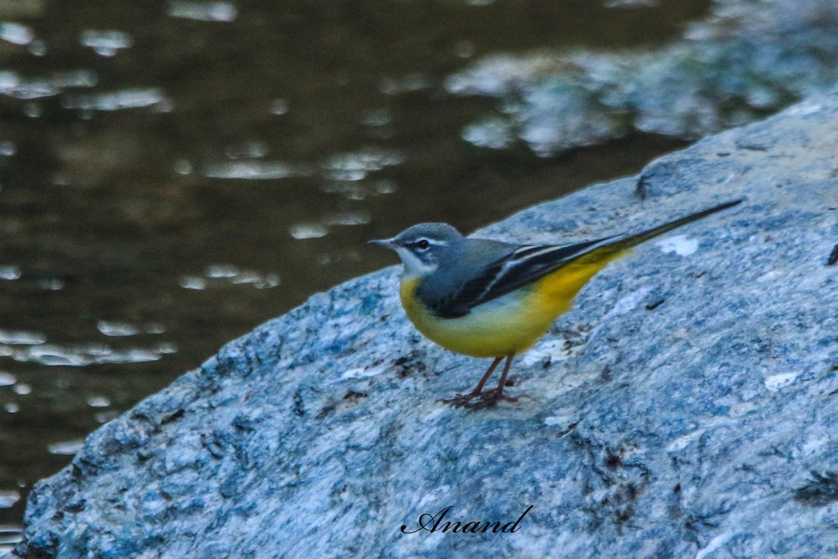 Gray Wagtail - ML646451970
