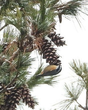 ムネアカゴジュウカラ - ML646451971