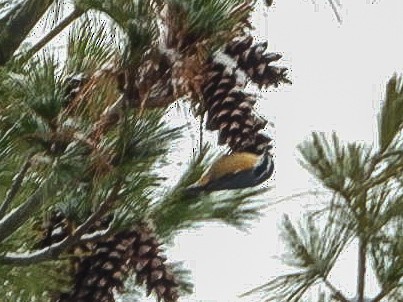 ムネアカゴジュウカラ - ML646451972