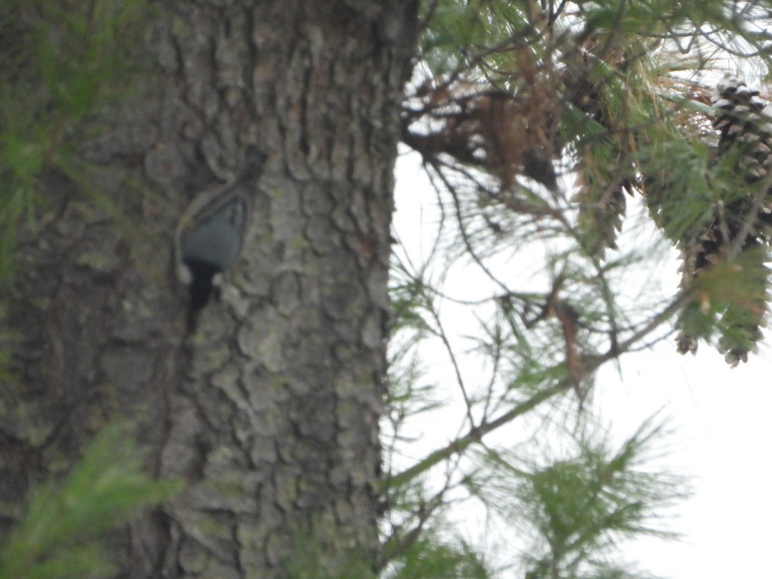 ムナジロゴジュウカラ - ML646451973