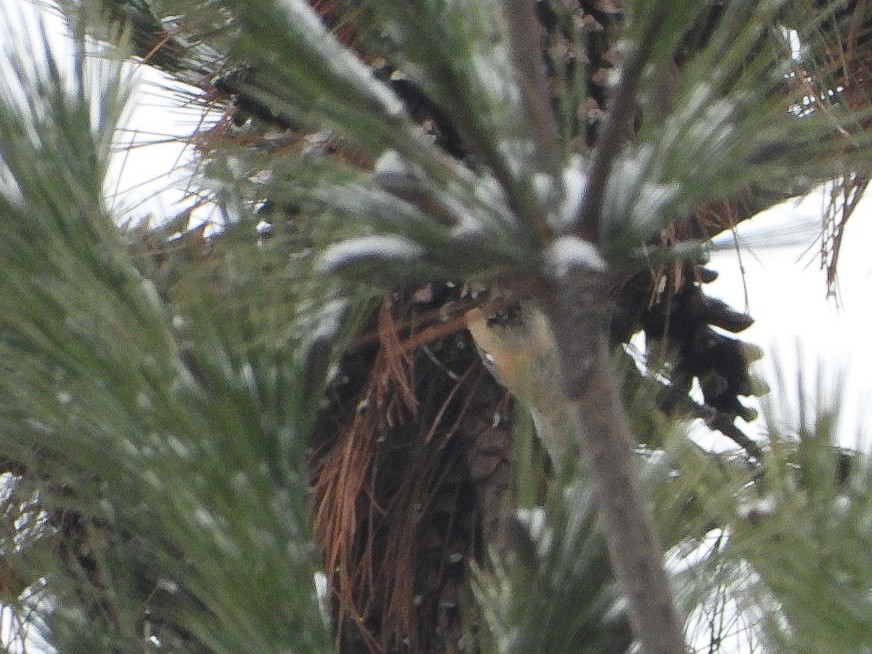 ムネアカゴジュウカラ - ML646451974