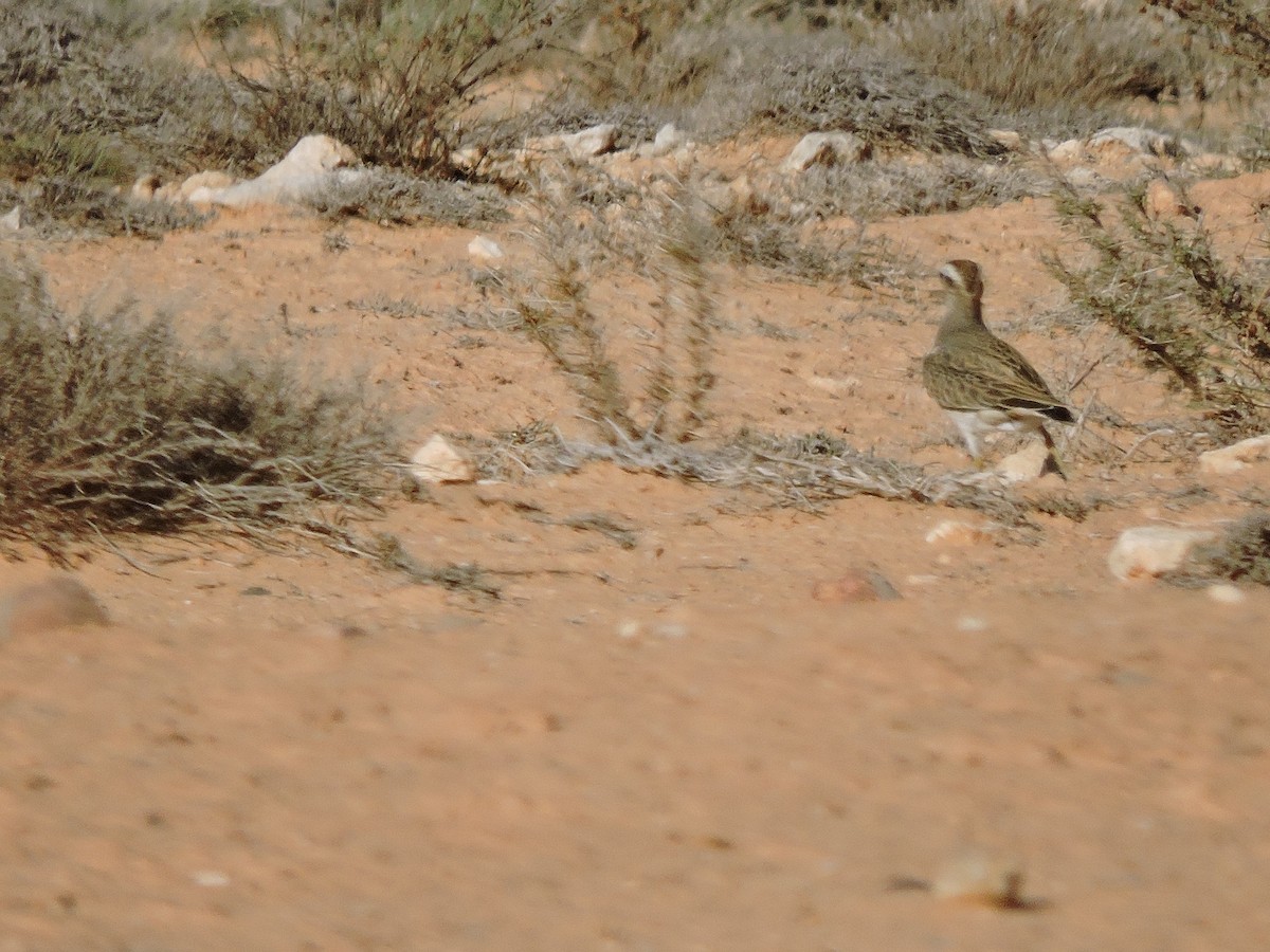 Eurasian Dotterel - ML646451975