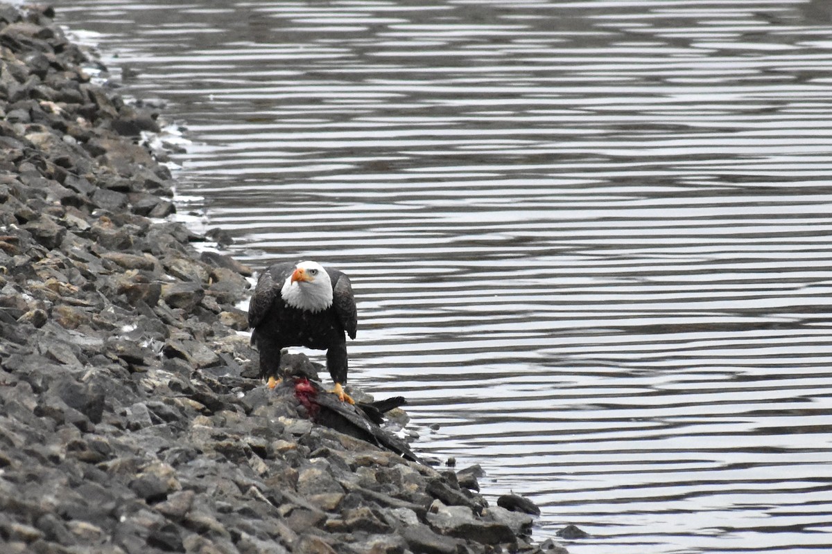 Pygargue à tête blanche - ML646451977