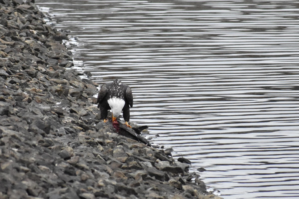 Pygargue à tête blanche - ML646451978