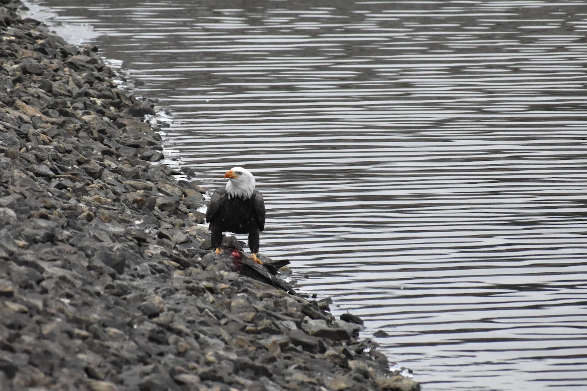 Pygargue à tête blanche - ML646451979