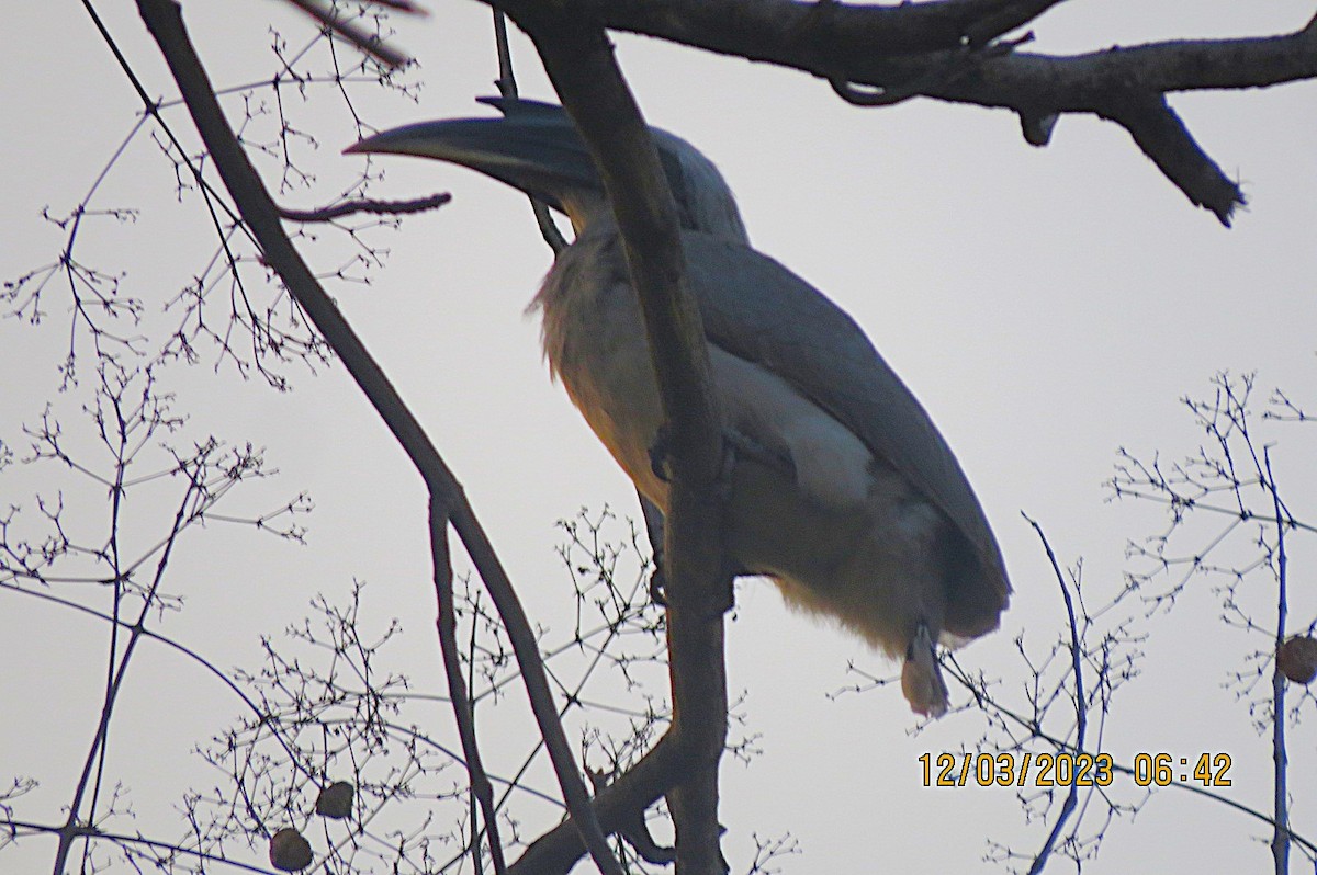 Indian Gray Hornbill - ML646451980