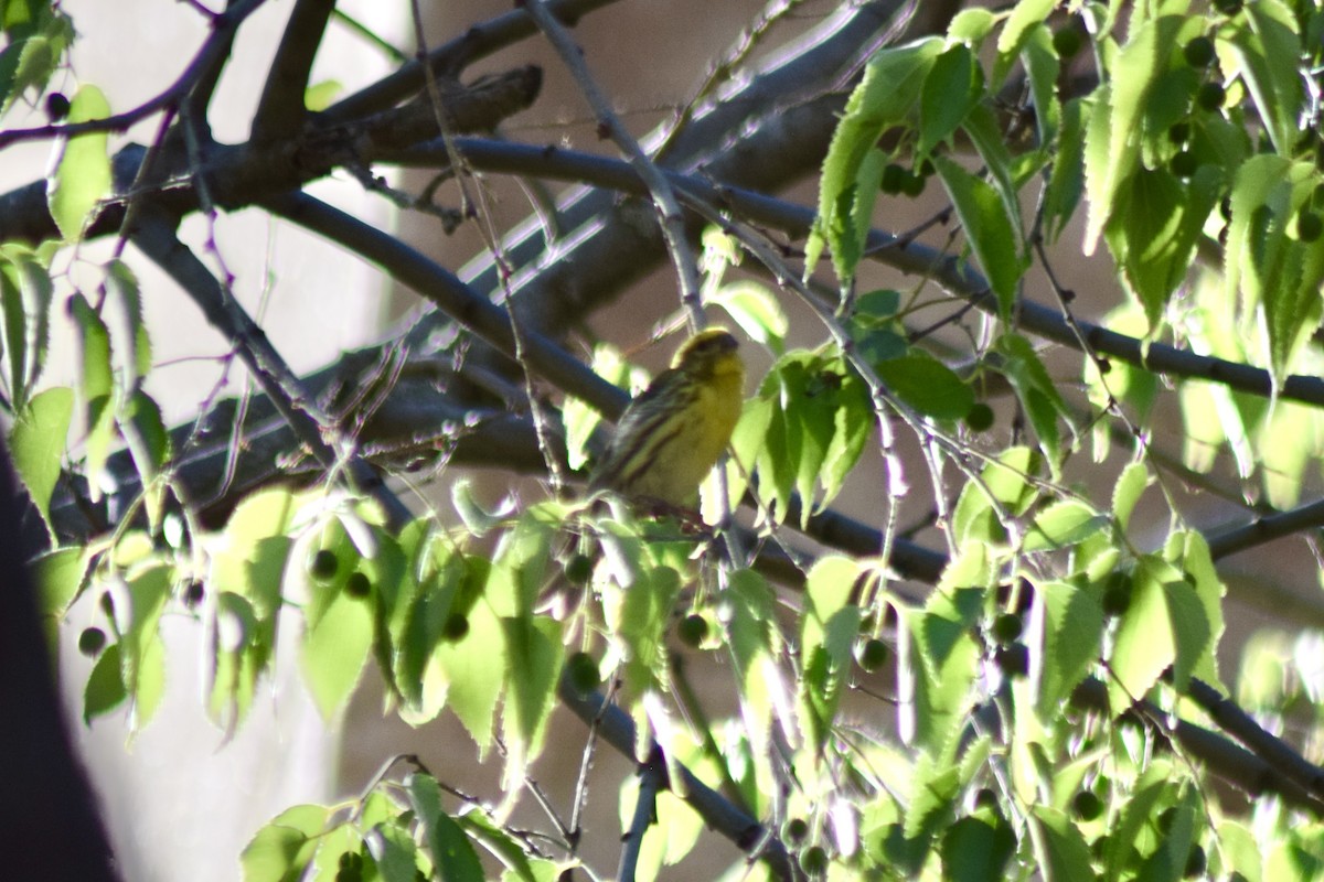 בזבוז אירופי - ML646451981