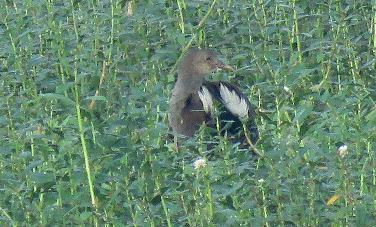 Bronze-winged Jacana - ML646451983