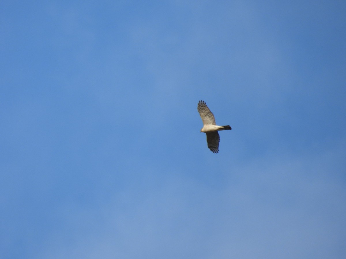 Eurasian Goshawk - ML646451984