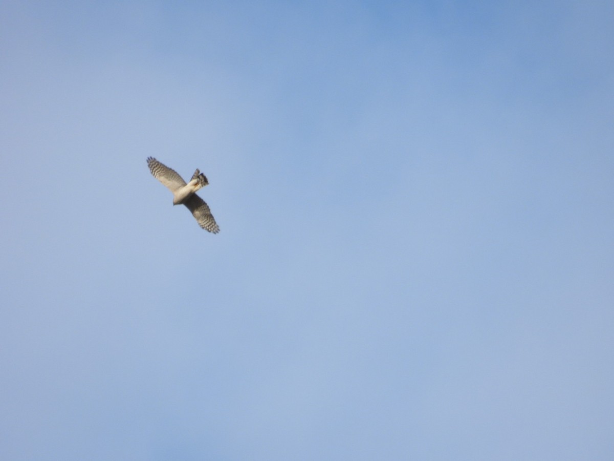 Eurasian Goshawk - ML646451985