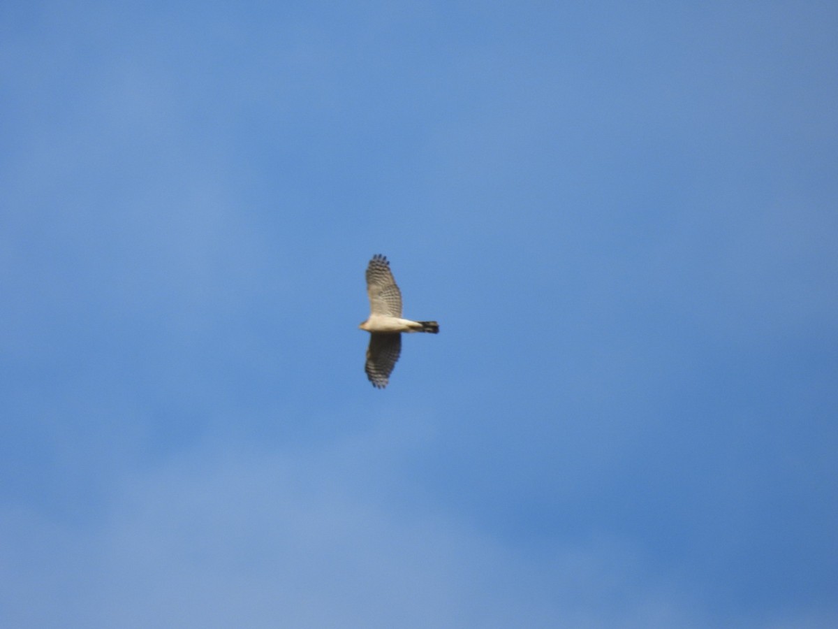 Eurasian Goshawk - ML646451986