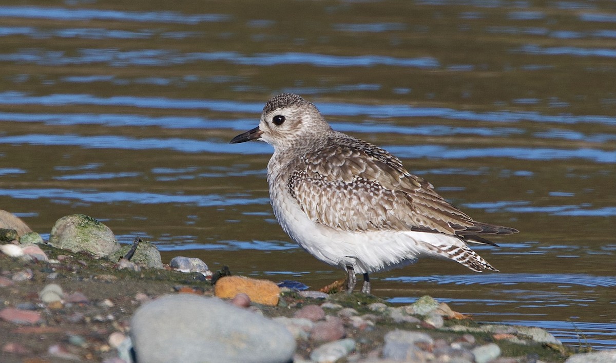 Black-bellied Plover - ML646451990
