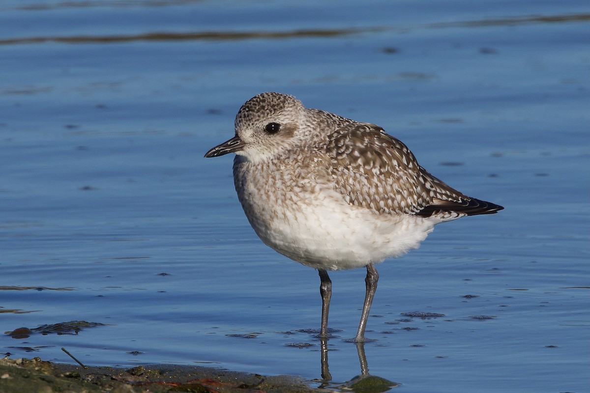Black-bellied Plover - ML646451993