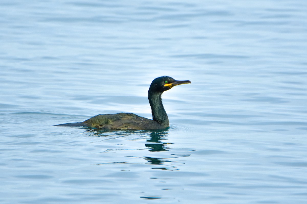 European Shag - ML646451994