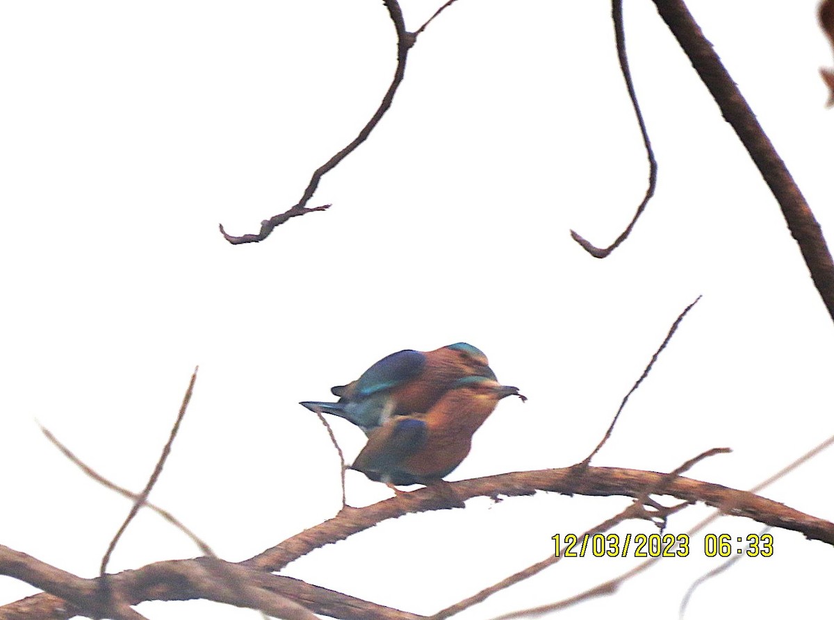 Indian Roller - ML646451996