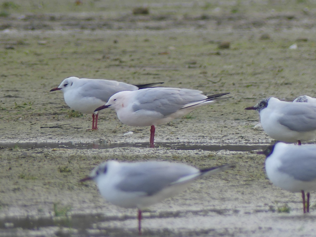 Slender-billed Gull - ML646451997