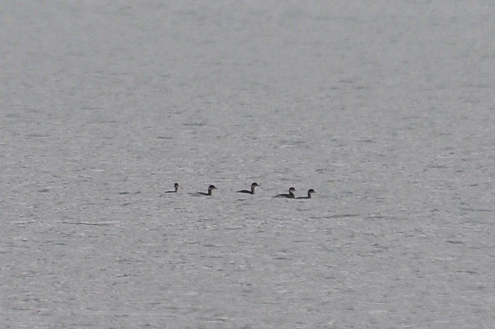 טבלן בינוני - ML646451999