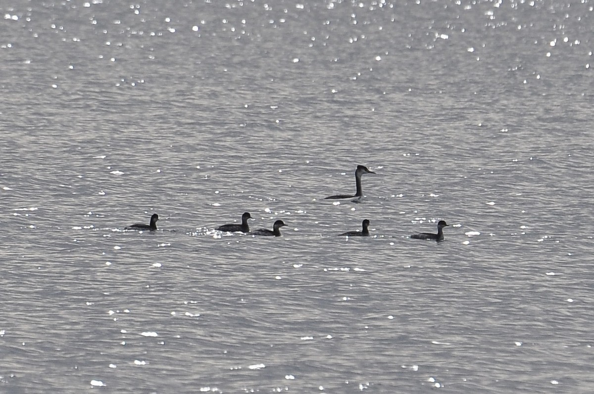 טבלן בינוני - ML646452000