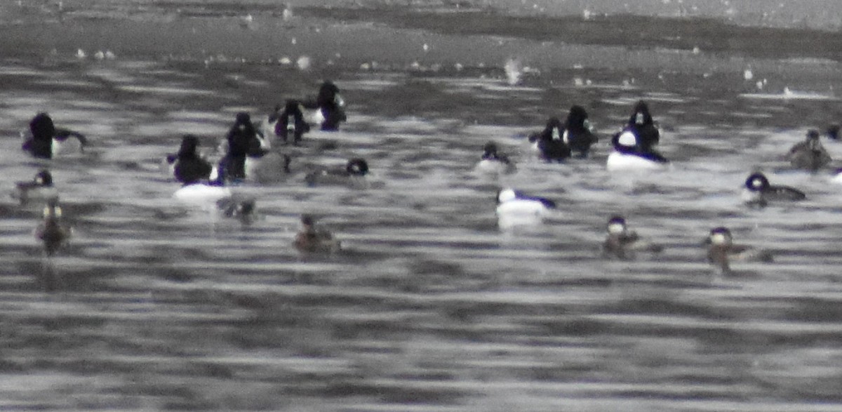 Ruddy Duck - ML646452002