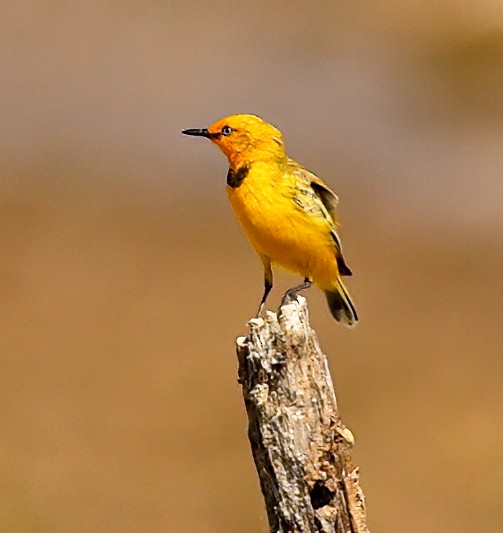 Safrantrugschmätzer - ML646452007