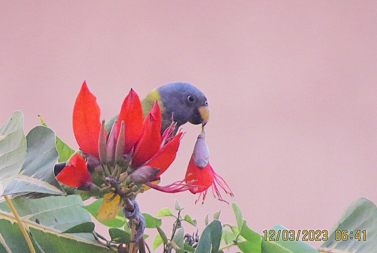 Plum-headed Parakeet - ML646452010