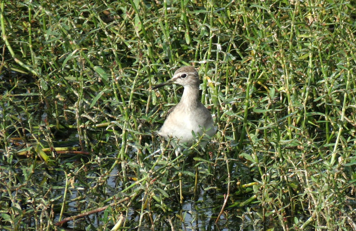 vodouš bahenní - ML646452013