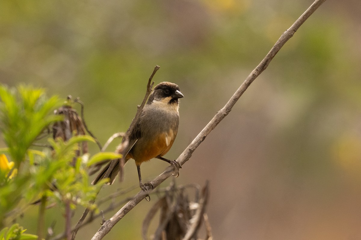 Заросляк рудочеревий - ML646452016