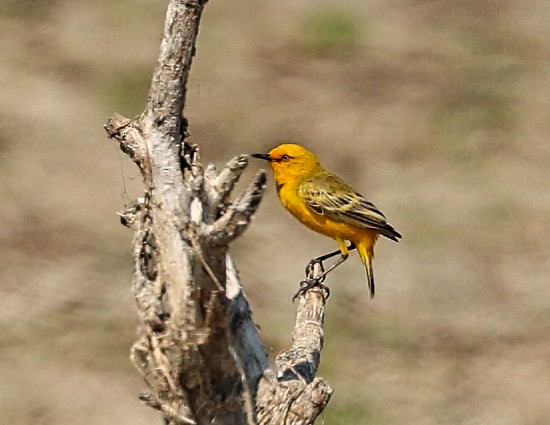 Safrantrugschmätzer - ML646452017